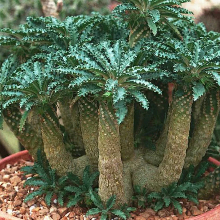 Green Dorstenia Foetida Plant Seeds for Planting-Exotic Gardens