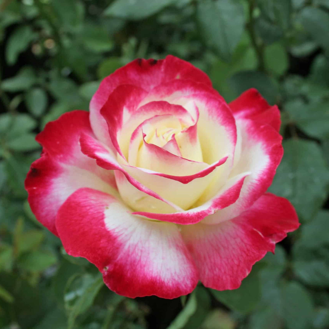Double Delight Hybrid Tea Rose Seeds for Planting – Heirloom, Non-GMO Flower Seeds
