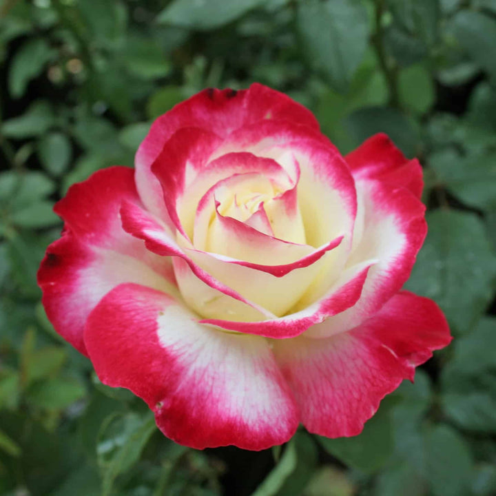 Double Delight Hybrid Tea Rose Seeds for Planting – Heirloom, Non-GMO Flower Seeds