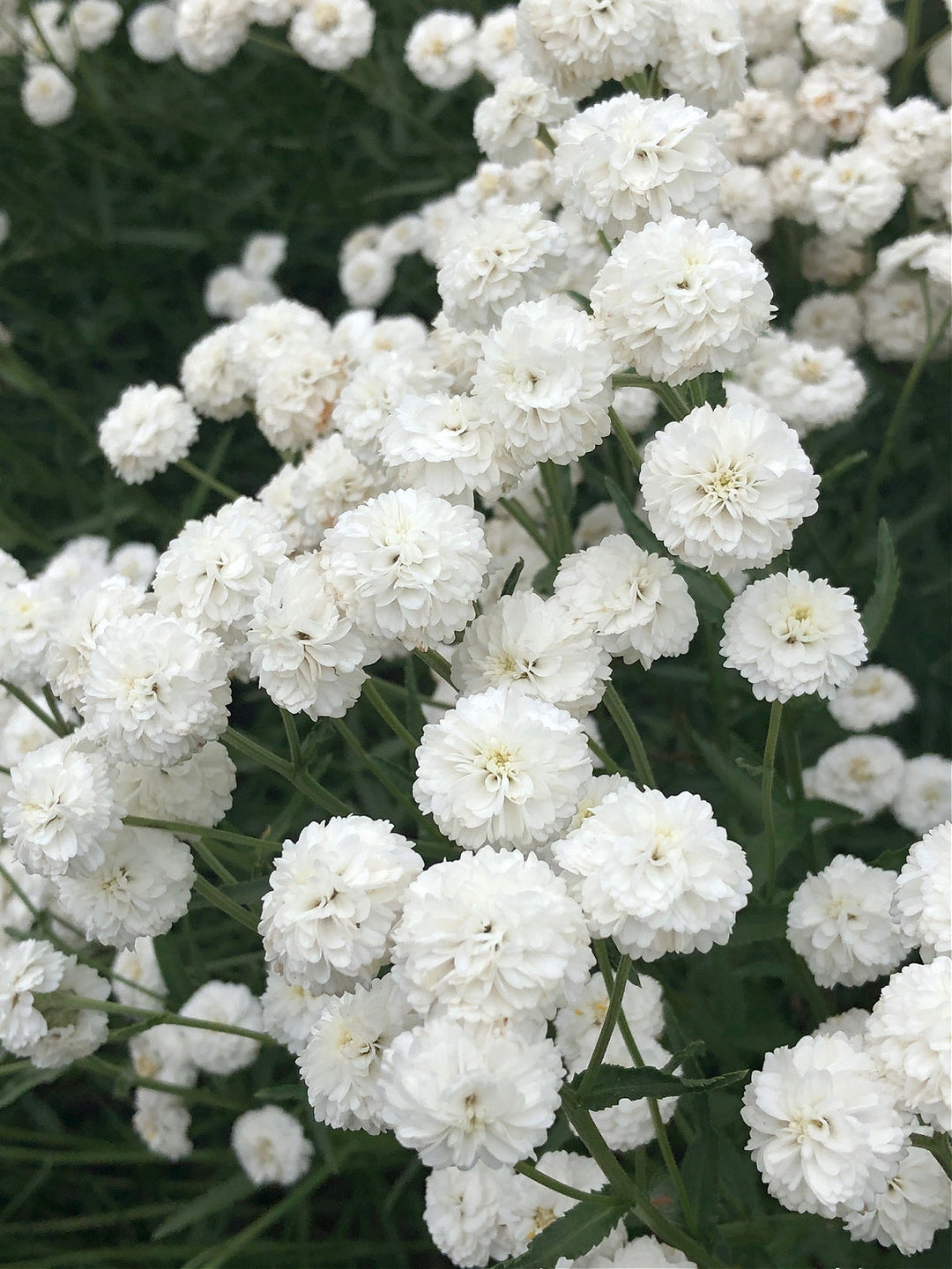 Heirloom Non-GMO Ptarmica Flower Seeds for Planting – Hardy Blooms for Cottage-Style Gardens