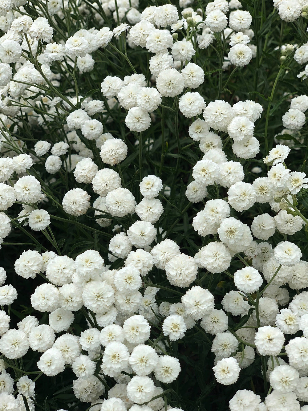 Heirloom Non-GMO Ptarmica Flower Seeds for Planting – Hardy Blooms for Cottage-Style Gardens