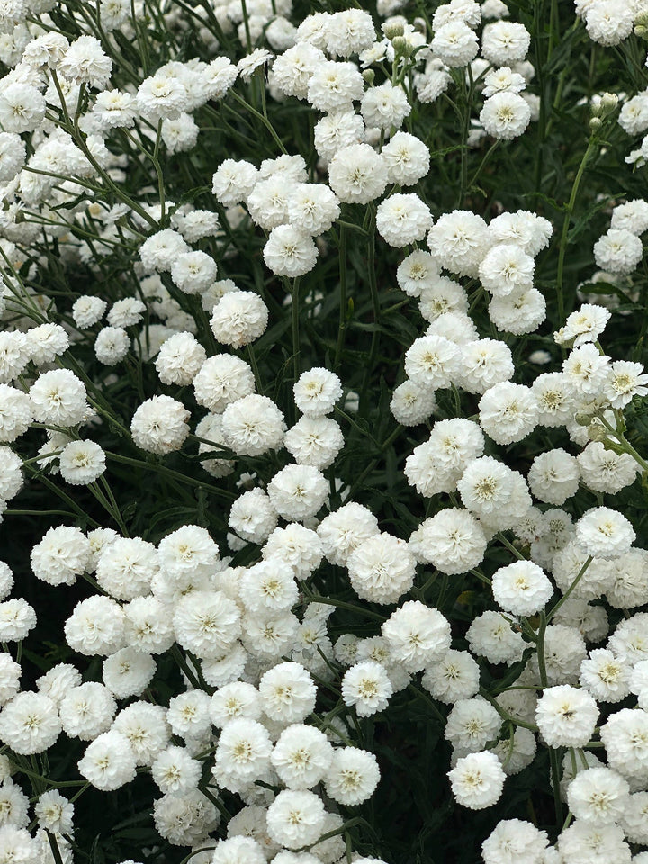 Heirloom Non-GMO Ptarmica Flower Seeds for Planting – Hardy Blooms for Cottage-Style Gardens