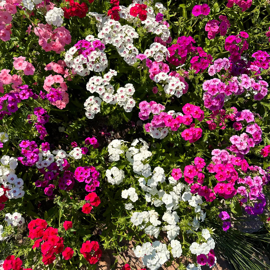 phlox flower flower seeds