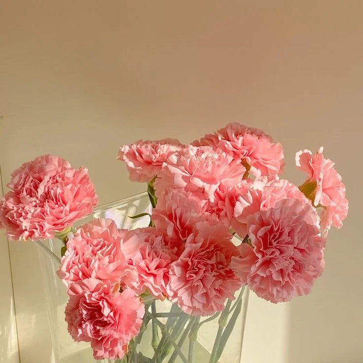 Carnation Dianthus Flower Seeds for Planting Light Pink 100 pcs