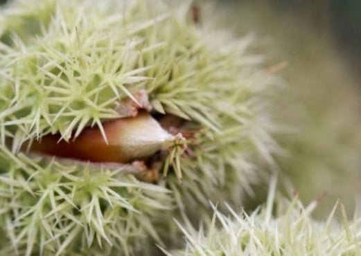 Chinquapin Chestnut Tree Seeds for Planting – Heirloom, Non-GMO Fruit Seeds