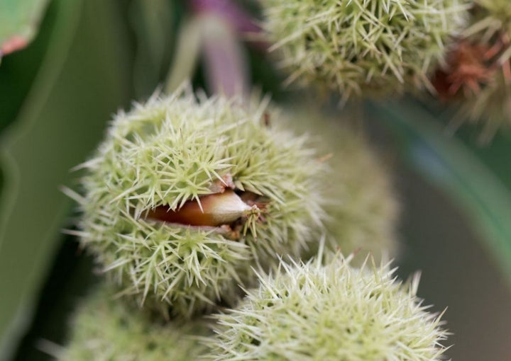 Chinquapin Chestnut Tree Seeds for Planting – Heirloom, Non-GMO Fruit Seeds