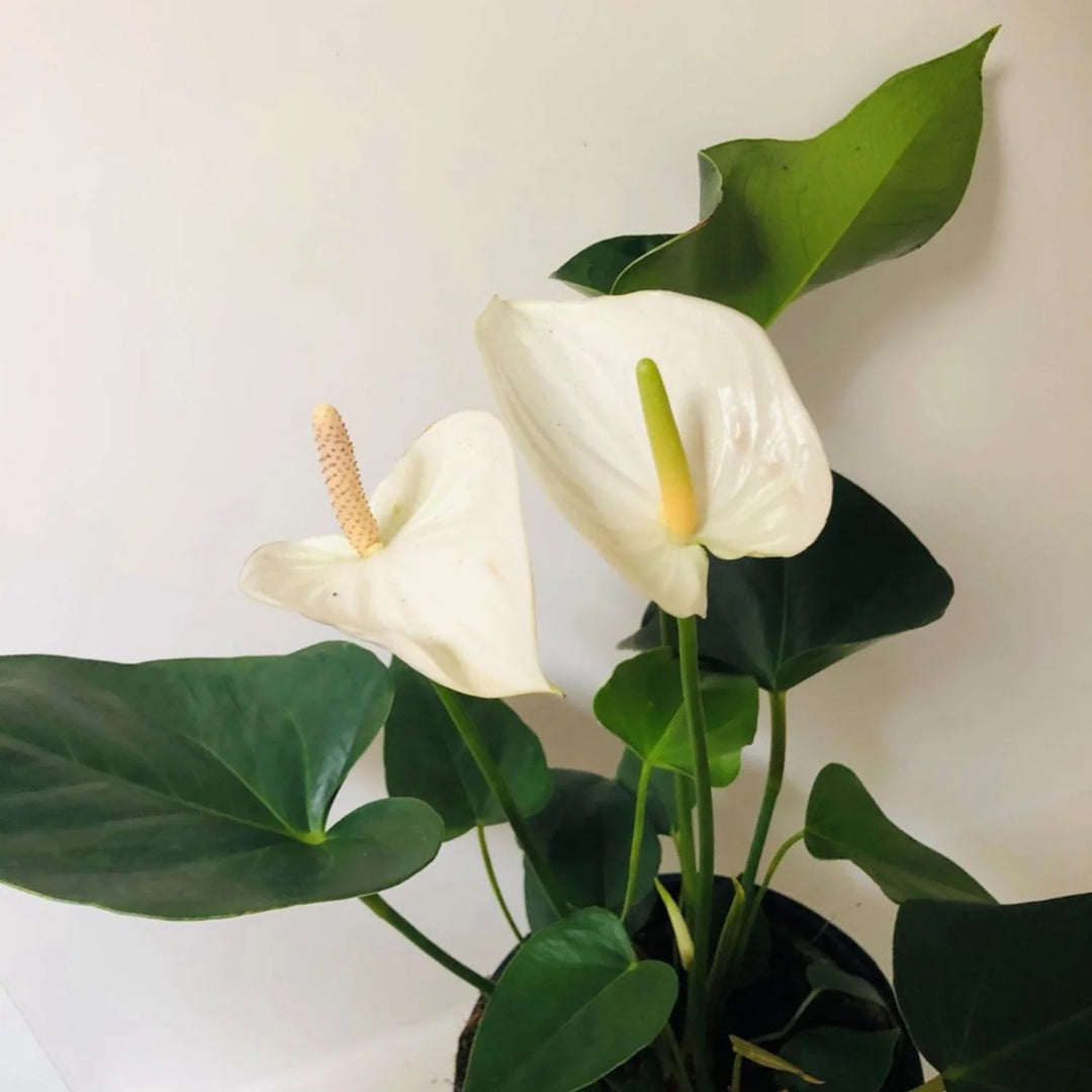 Anthurium hvide blomsterfrø til plantning 100 stk