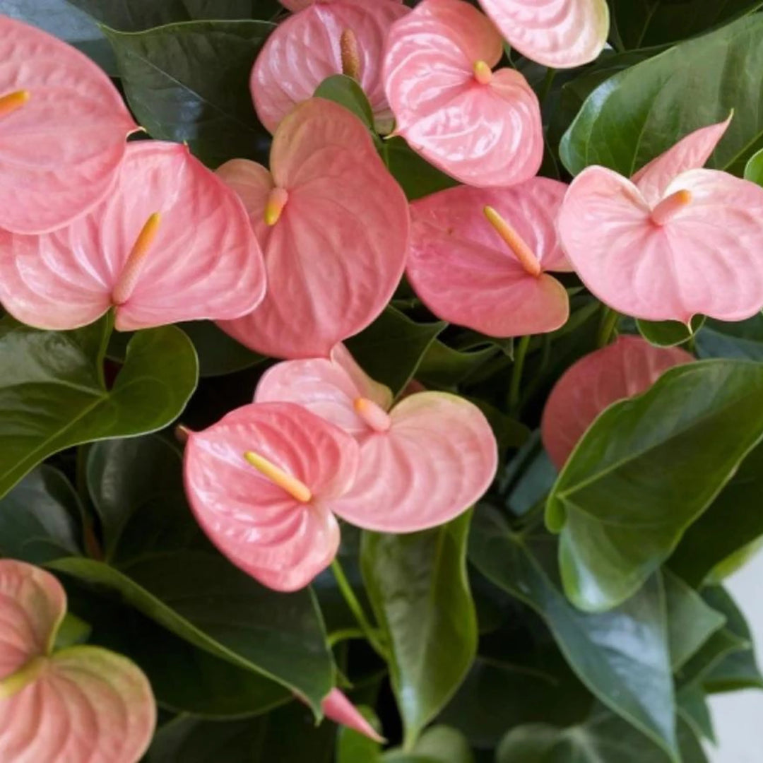 Anthurium Pink Green Flower Seeds for Planting 100 pcs