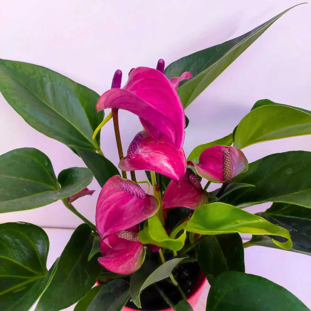 Anthurium lilla blomsterfrø til plantning 100 stk