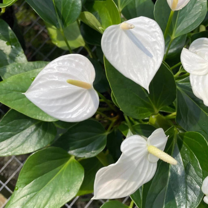 Hvide Anthurium blomsterfrø til plantning - 100 stk