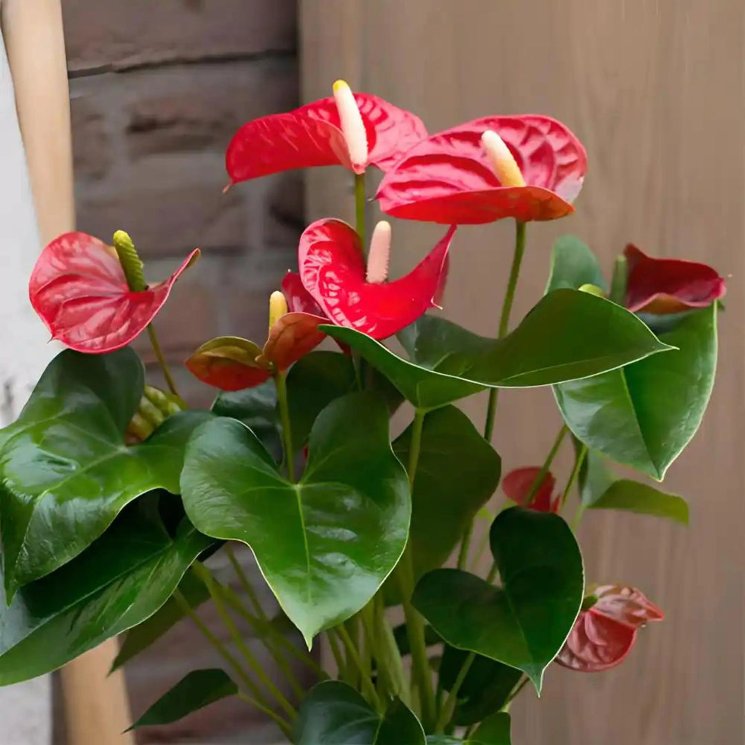 Anthurium røde blomsterfrø til plantning - 100 stk