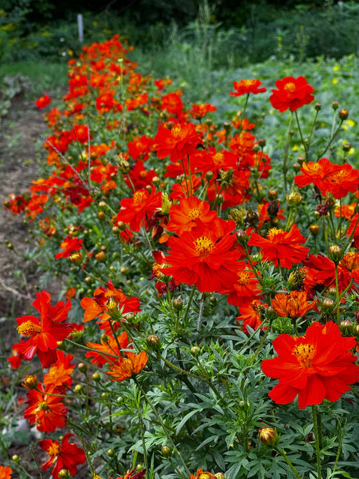 Cosmos Red Flower Seeds for Planting - 100 pcs