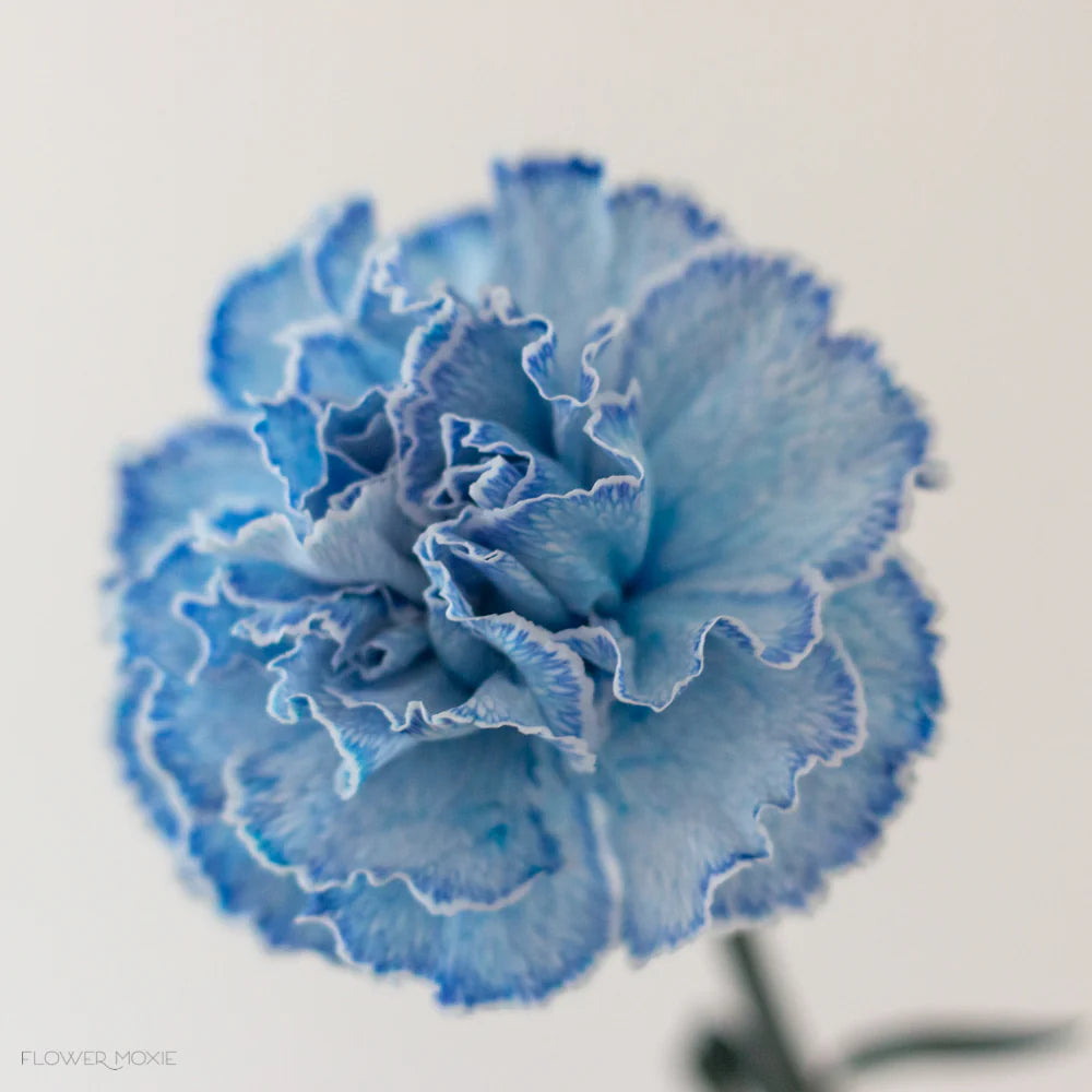 White Blue Carnation Flower Seeds – Heirloom, Non-GMO Flower Seeds for Planting