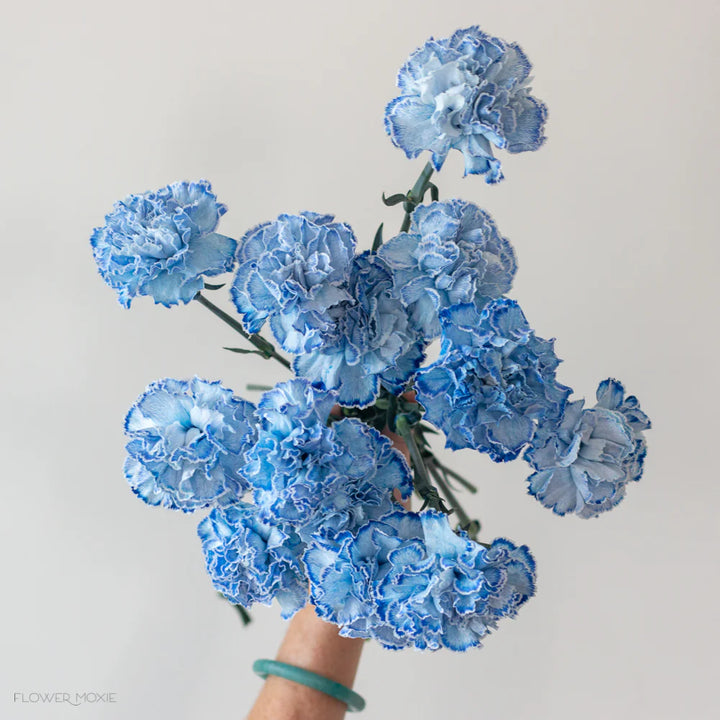 White Blue Carnation Flower Seeds – Heirloom, Non-GMO Flower Seeds for Planting