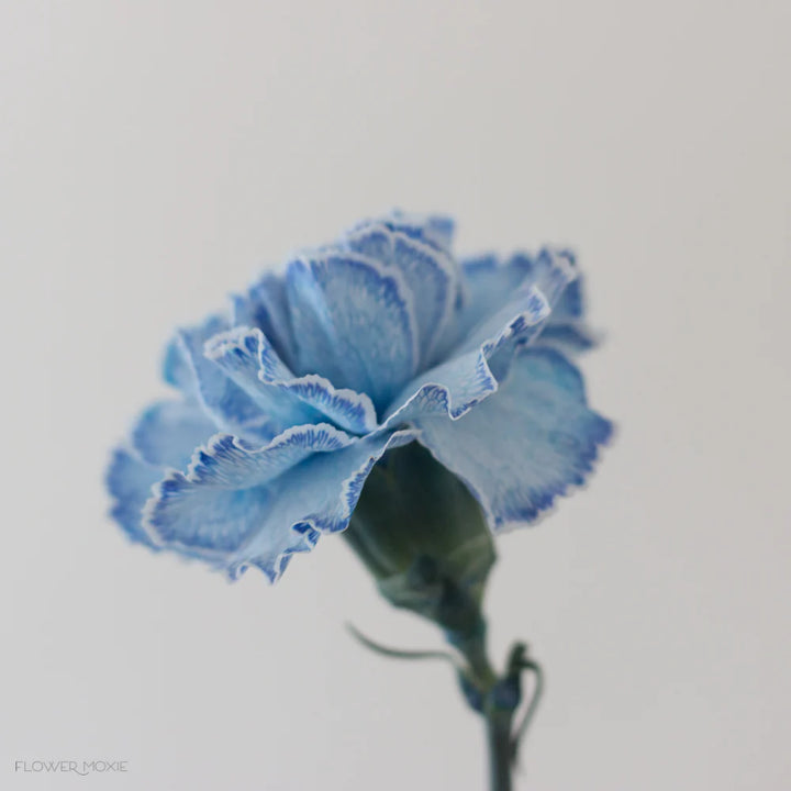 White Blue Carnation Flower Seeds – Heirloom, Non-GMO Flower Seeds for Planting