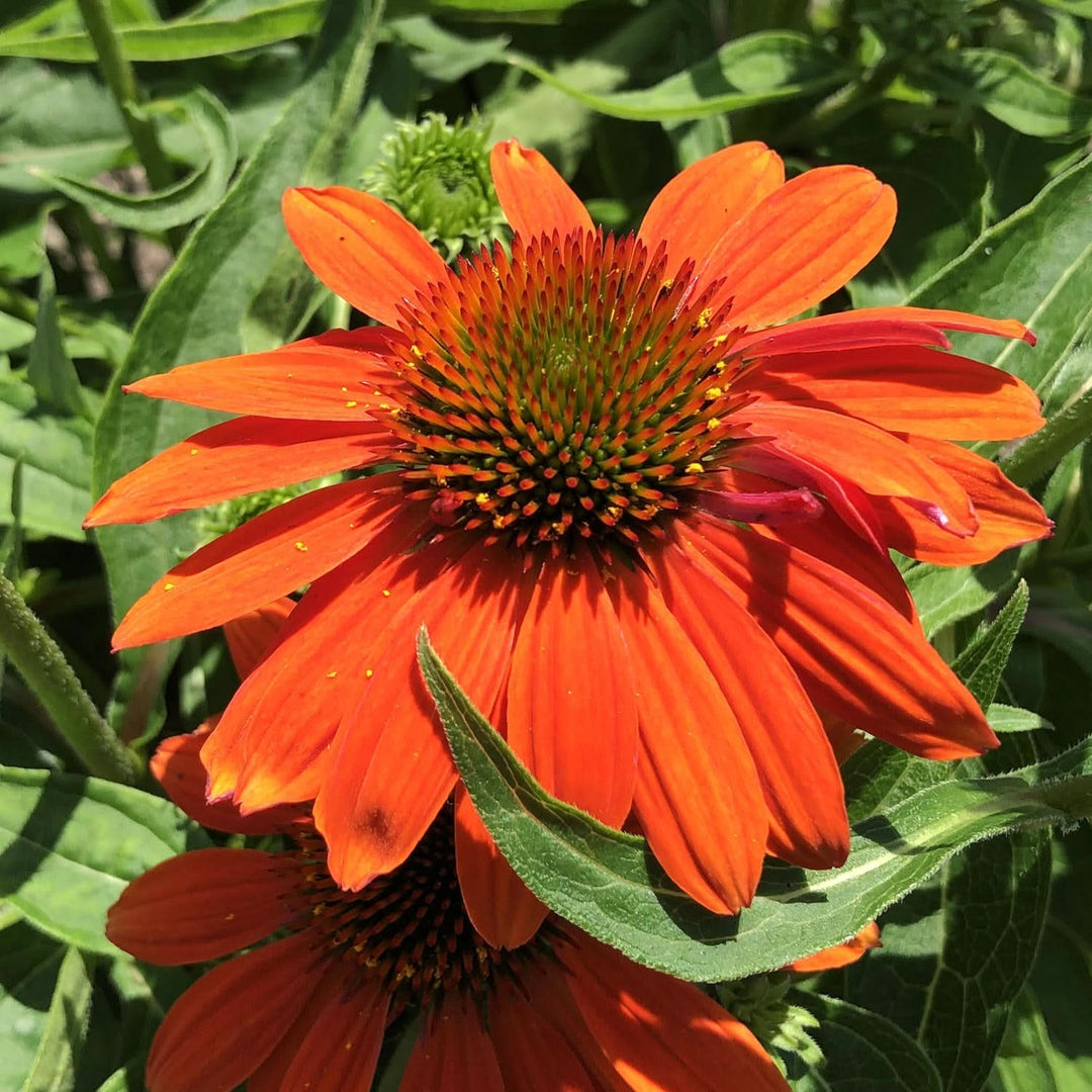 orange echinacea flower seeds