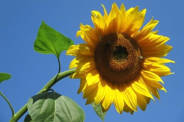 Sunzilla Sunflower Seeds – Heirloom, Non-GMO Giant Sunflower Seeds for Planting Gardens