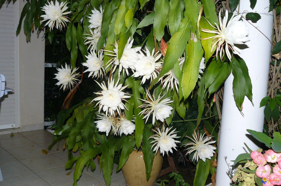 Heirloom Epiphyllum Flower Seeds, Non-GMO Night-Blooming Cactus Blooms for Garden Planting