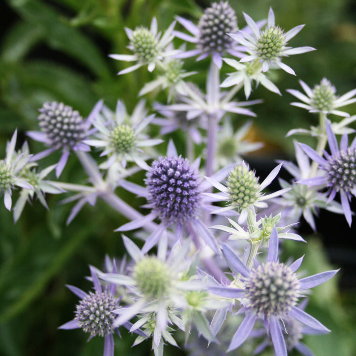 Heirloom Non-GMO Hobbit Sea Holly Eryngium Flower Seeds for Planting – Unique Spiky Blooms | High Germination
