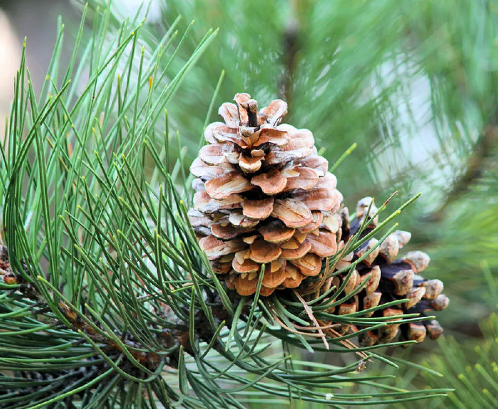 Eastern White Pine Tree Seeds (Pinus strobus) – Premium Quality Seeds for Planting &amp; Bonsai
