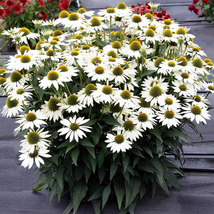White Echinacea Flower Seeds for Planting - To attract Pollinators and Bees, Heirloom Seeds