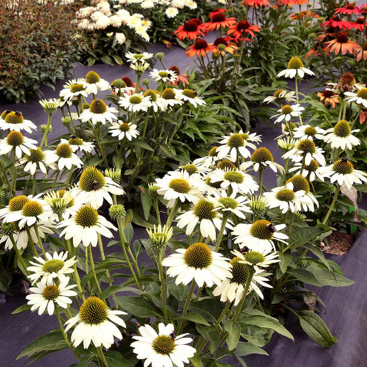 White Echinacea Flower Seeds for Planting - To attract Pollinators and Bees, Heirloom Seeds
