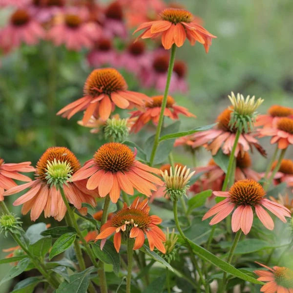 orange echinacea seeds Orange Echinacea Flower Seeds for Planting – Heirloom, Non-GMO, High Germination Seeds to Attract Pollinators & Bees
