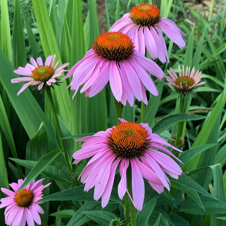 Purple Coneflower Seeds – Heirloom Non-GMO High Germination Seeds for Planting Pollinator-Friendly Garden Flowers