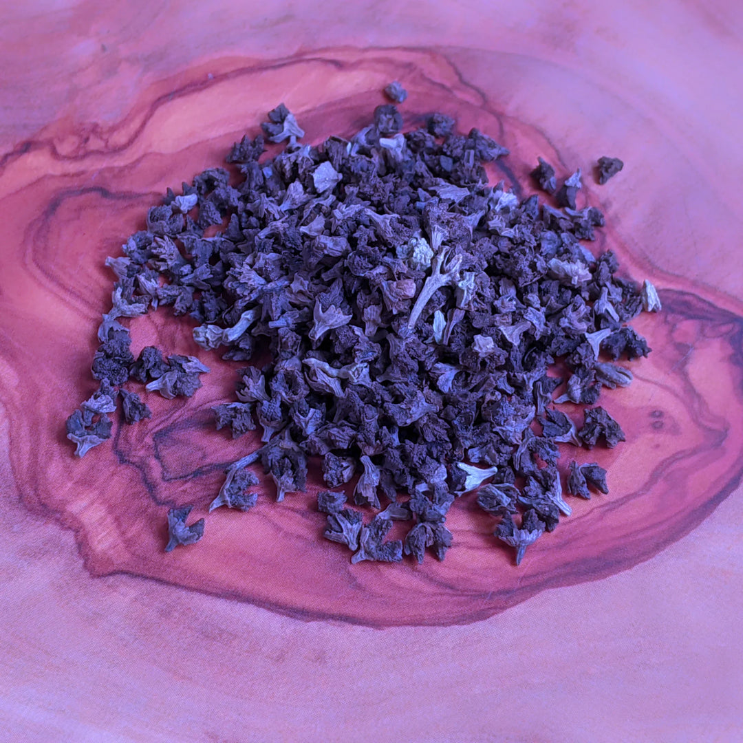 echium fastuosum flower seeds