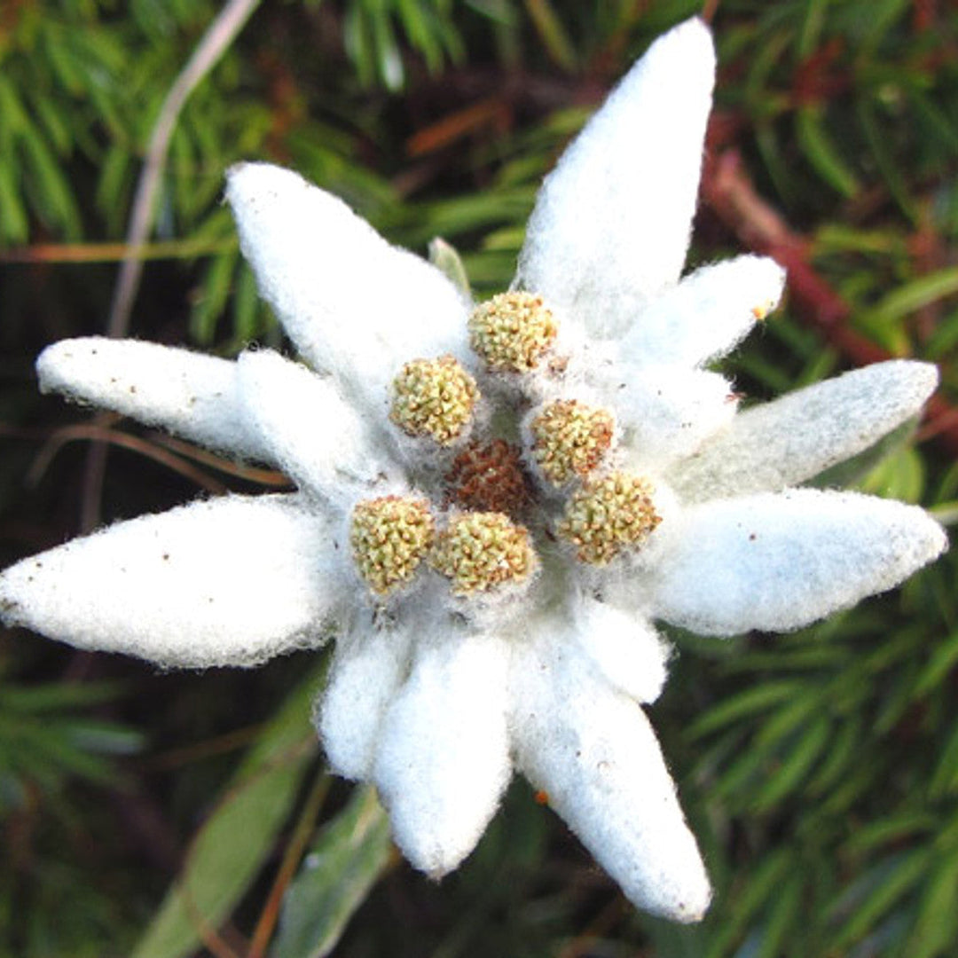 white leontopodium flower seeds