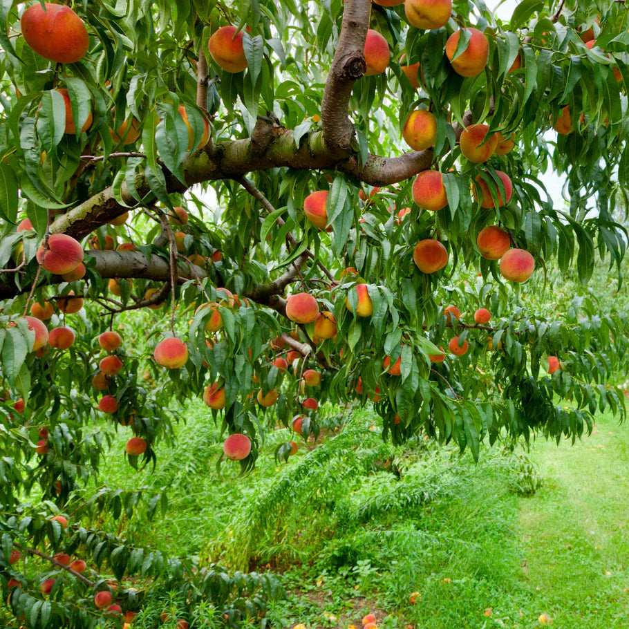 Elberta Peach Seeds for Garden Planting – Sweet, Juicy, Non-GMO Fruit Variety