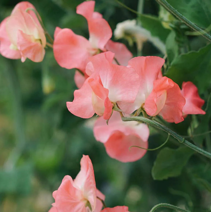 Sweet Pea Elegance Watermelon Flower Seeds for Planting – Heirloom Non-GMO Seeds Fragrant Blooms
