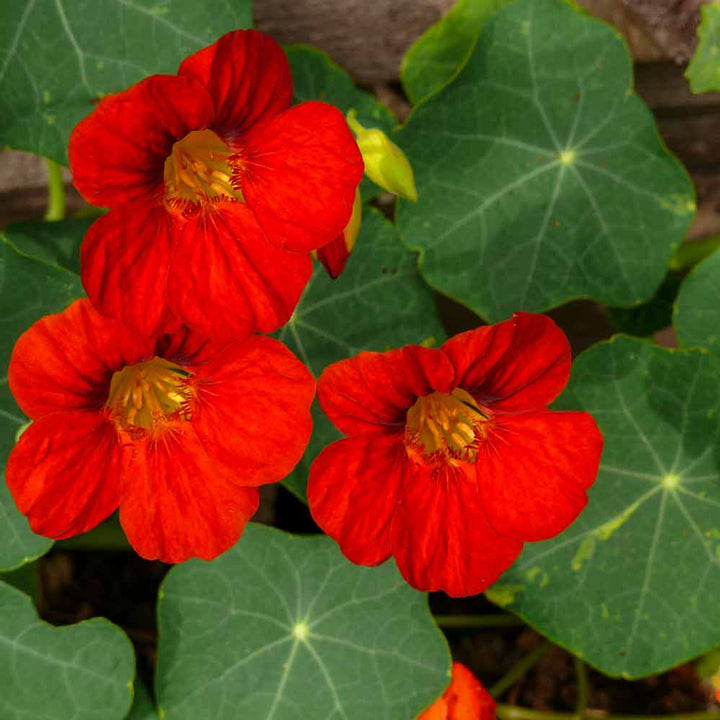 Heirloom Non-GMO Nasturtium Flower Seeds for Planting – Edible, High Germination Vibrant Blooms