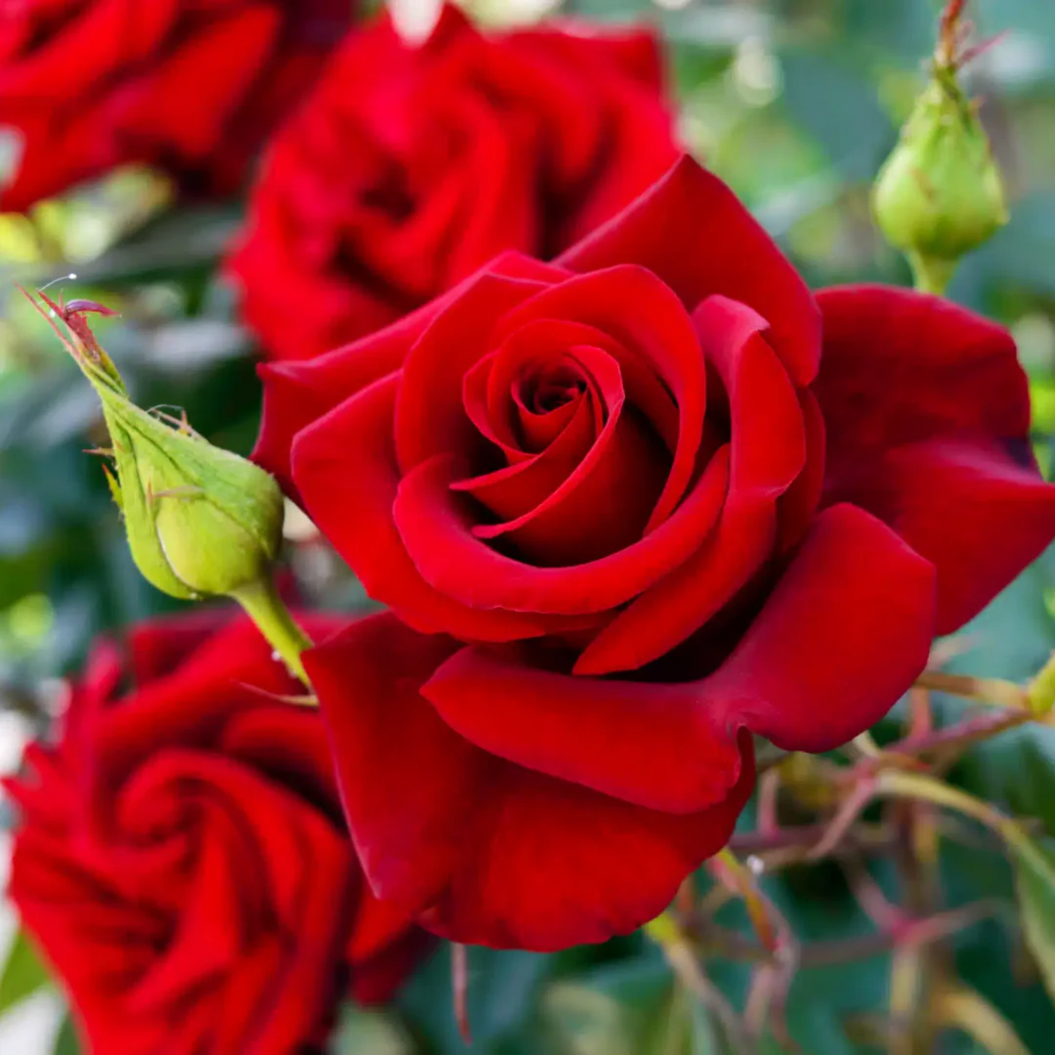rose flower seeds online rose-flower-seeds-for-planting-heirloom-non-gmo-100-pcs – Beautiful Blooms, Flower Seeds – Neeraseeds