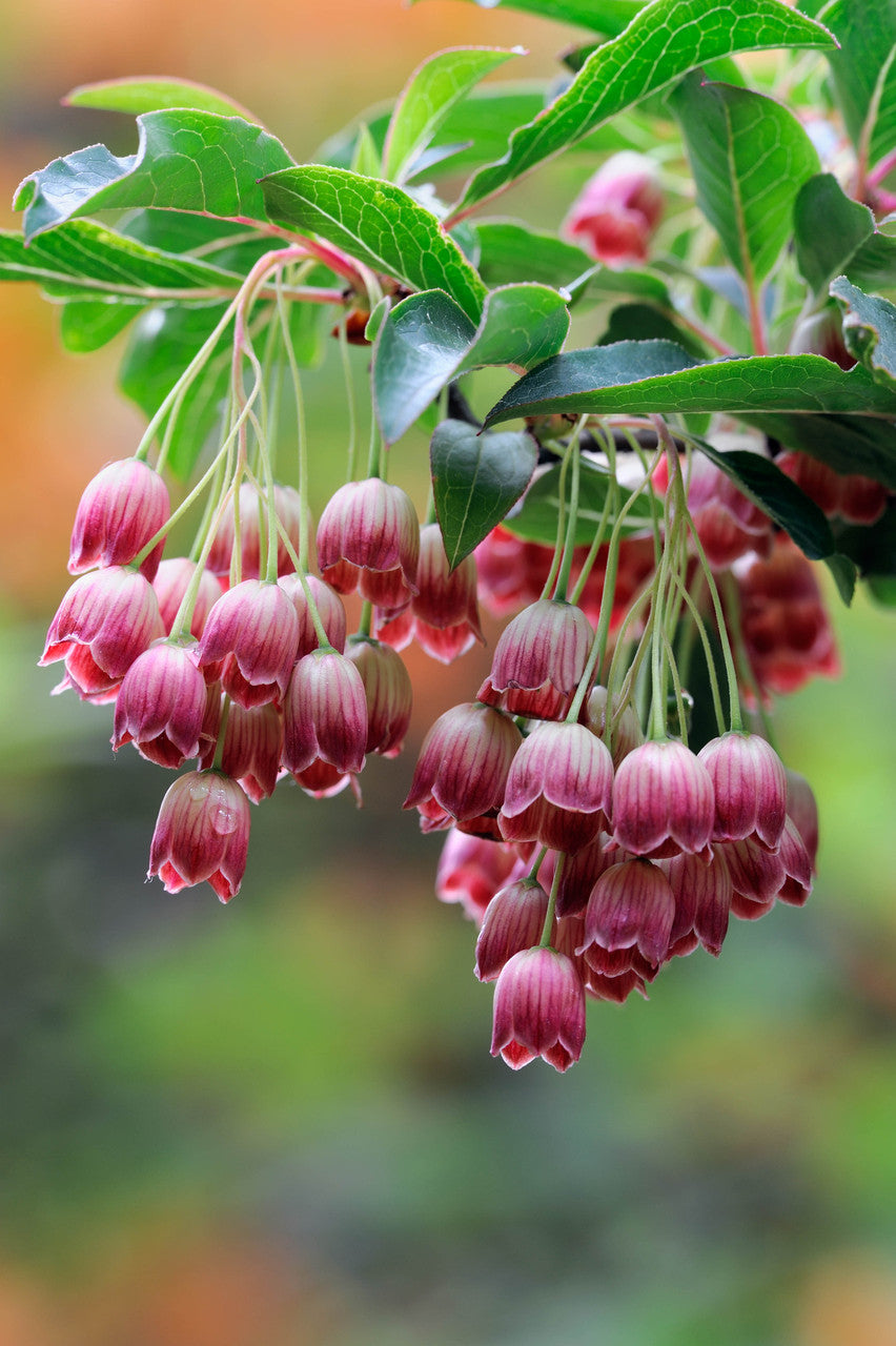 Heirloom Non-GMO Enkianthus Campanulatus Flower Seeds for Planting – Elegant Bell-Shaped Blooms for Ornamental Gardens