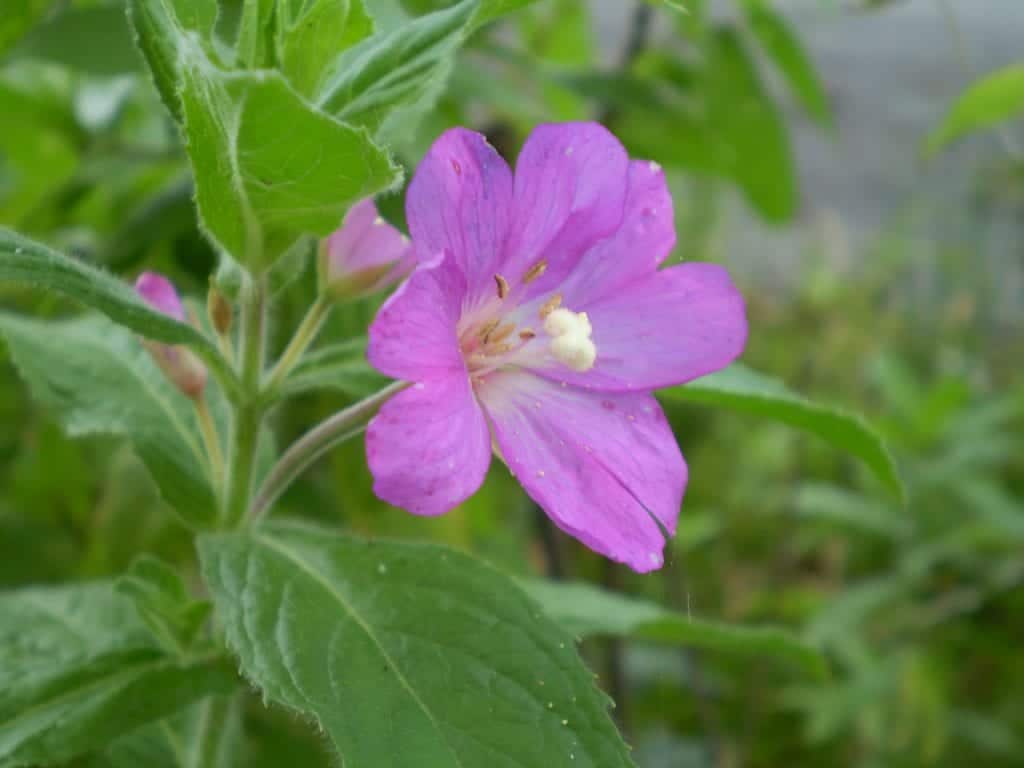 Epilobium Parviflorum Flower Seeds for Planting - 100 pcs