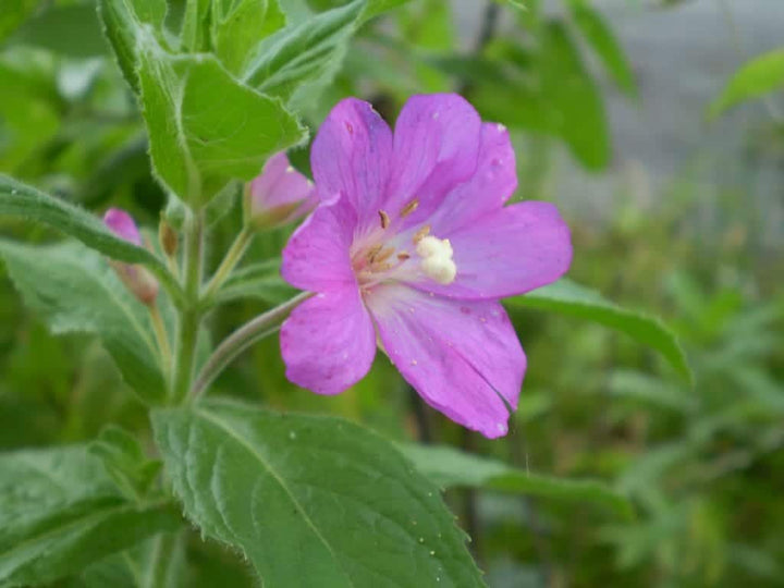 Epilobium Parviflorum blomsterfrø til plantning - 100 stk