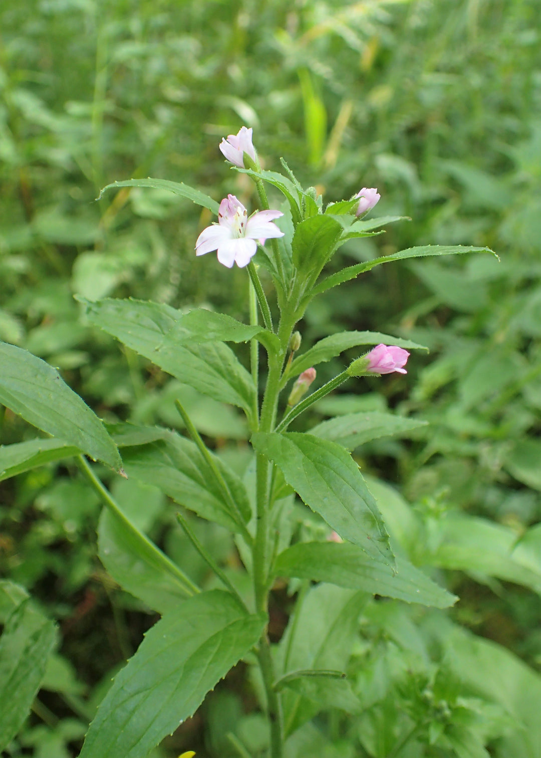 Epilobium Parviflorum blomsterfrø til plantning - 100 stk