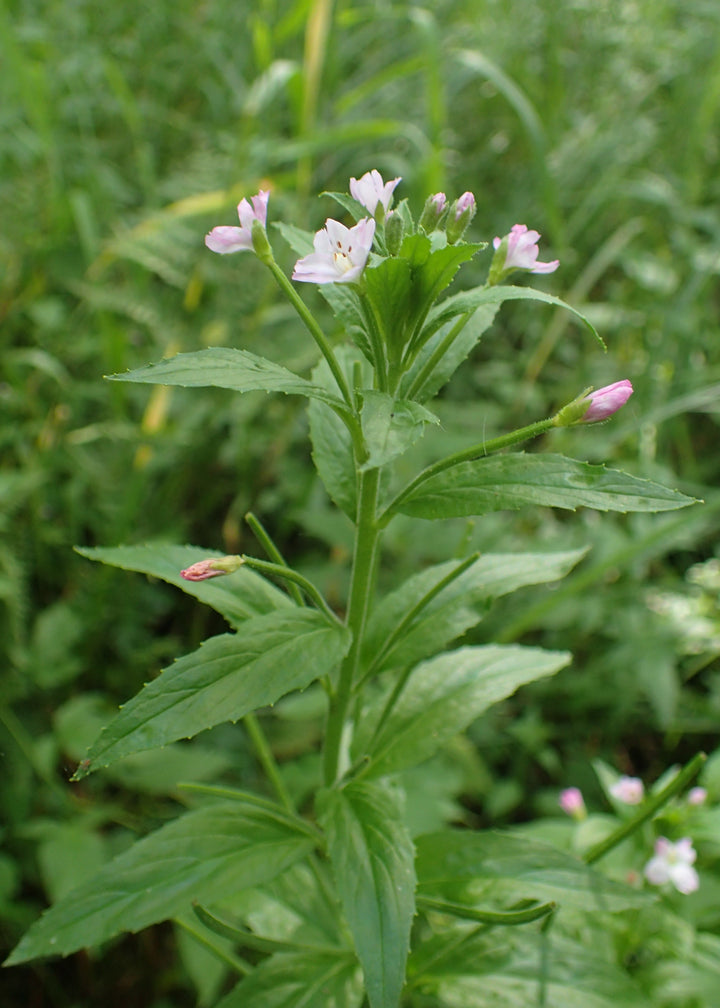 Epilobium Parviflorum blomsterfrø til plantning - 100 stk