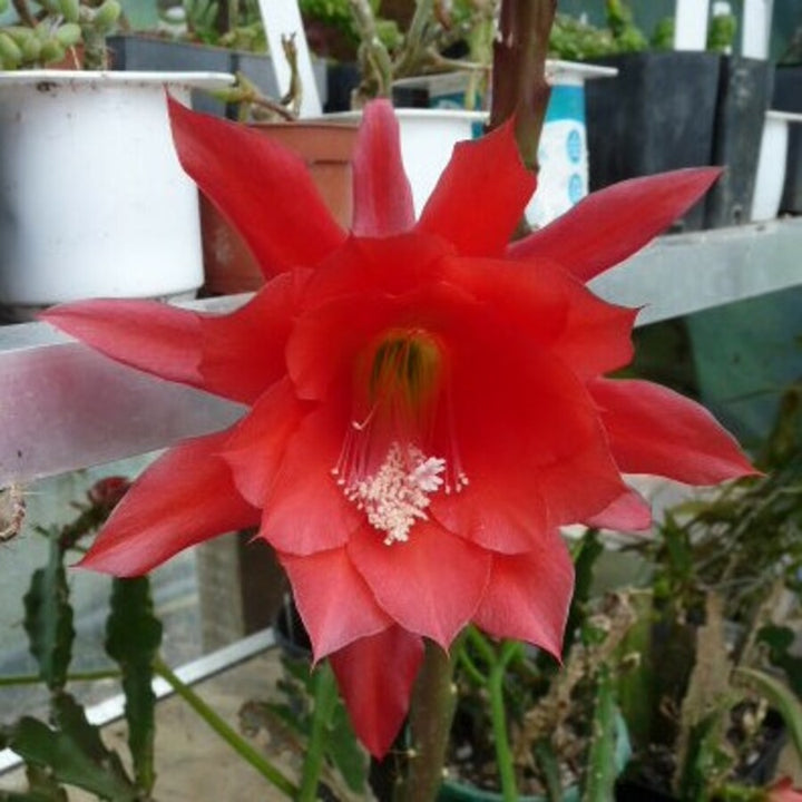 Red Epiphyllum Flower Seeds for Planting – 100 pcs, Heirloom, Non-GMO, High Germination Organic Garden Seeds