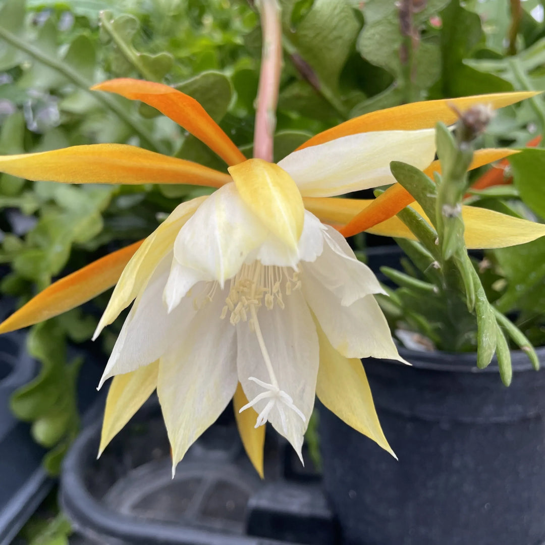 Gul Hvid Epiphyllum Blomsterfrø til Plantning 100 stk