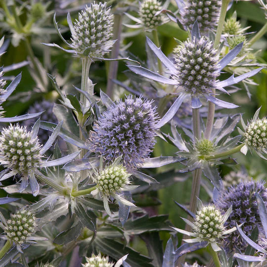 Heirloom Non-GMO Hobbit Sea Holly Eryngium Flower Seeds for Planting – Unique Spiky Blooms | High Germination