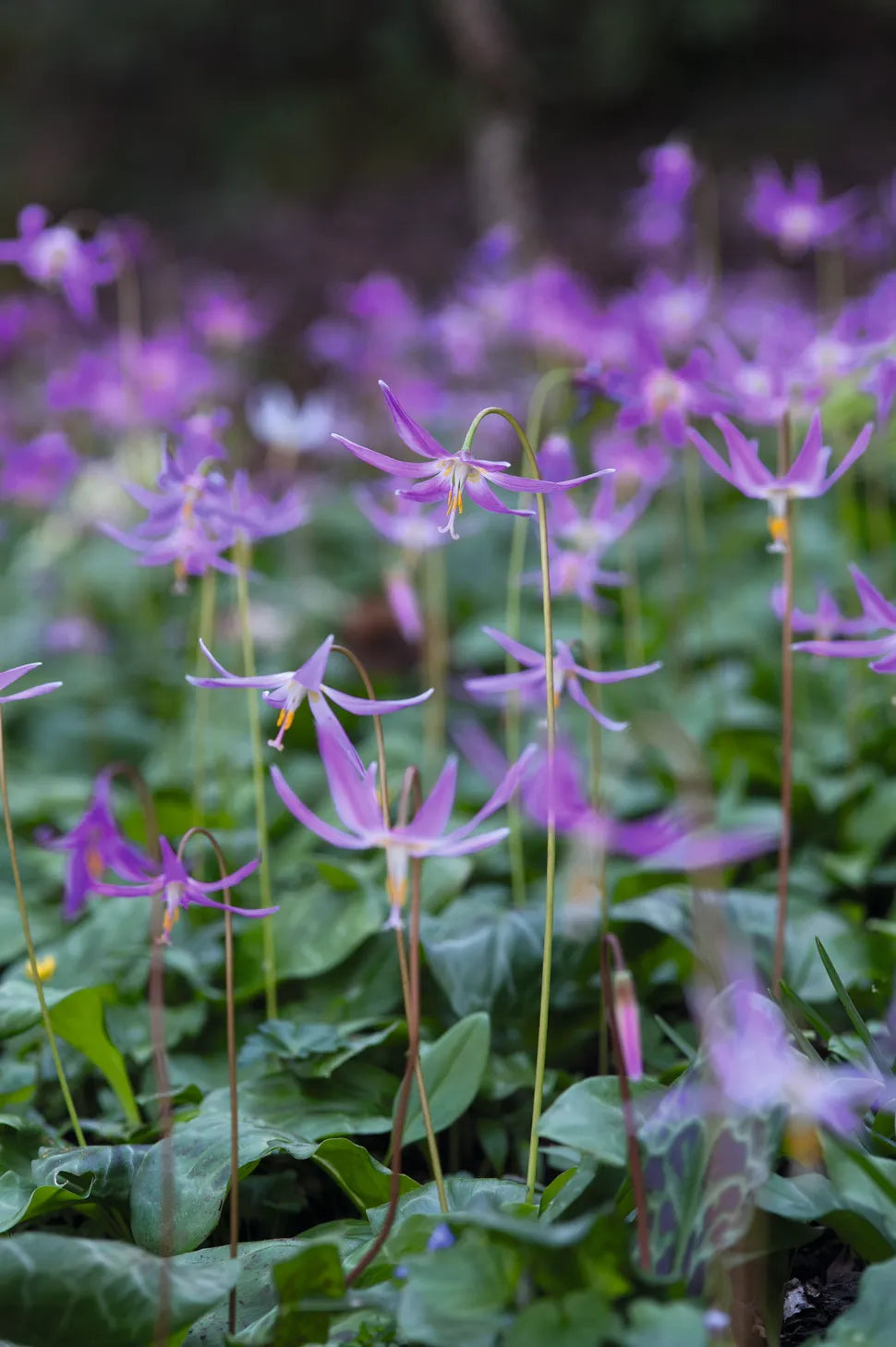 Organic Heirloom Non-GMO Violet Tooth Seeds for Planting – Unique Garden Flowers