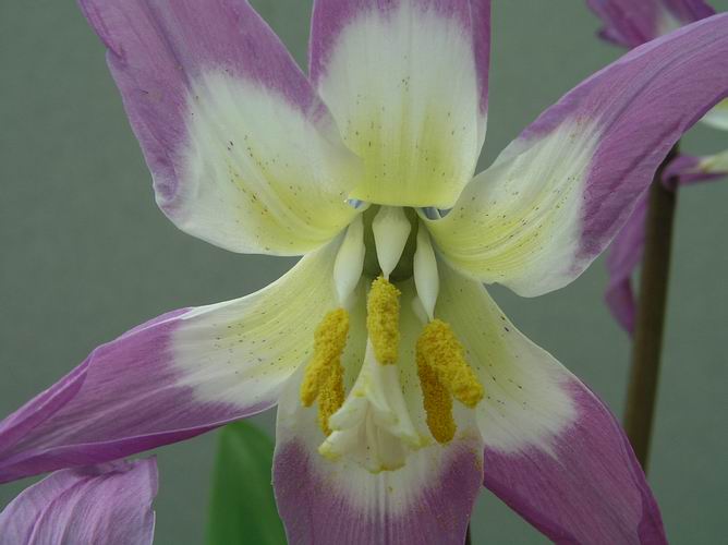 Organic Heirloom Non-GMO Violet Tooth Seeds for Planting – Unique Garden Flowers