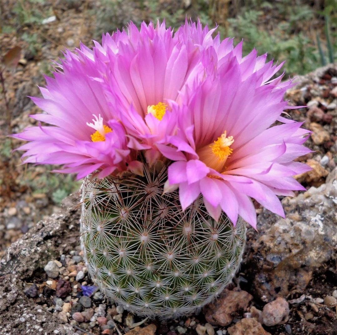 Heirloom Escobaria Vivipara Flower Seeds for Planting – Non-GMO, Organic Garden Seeds with High Germination