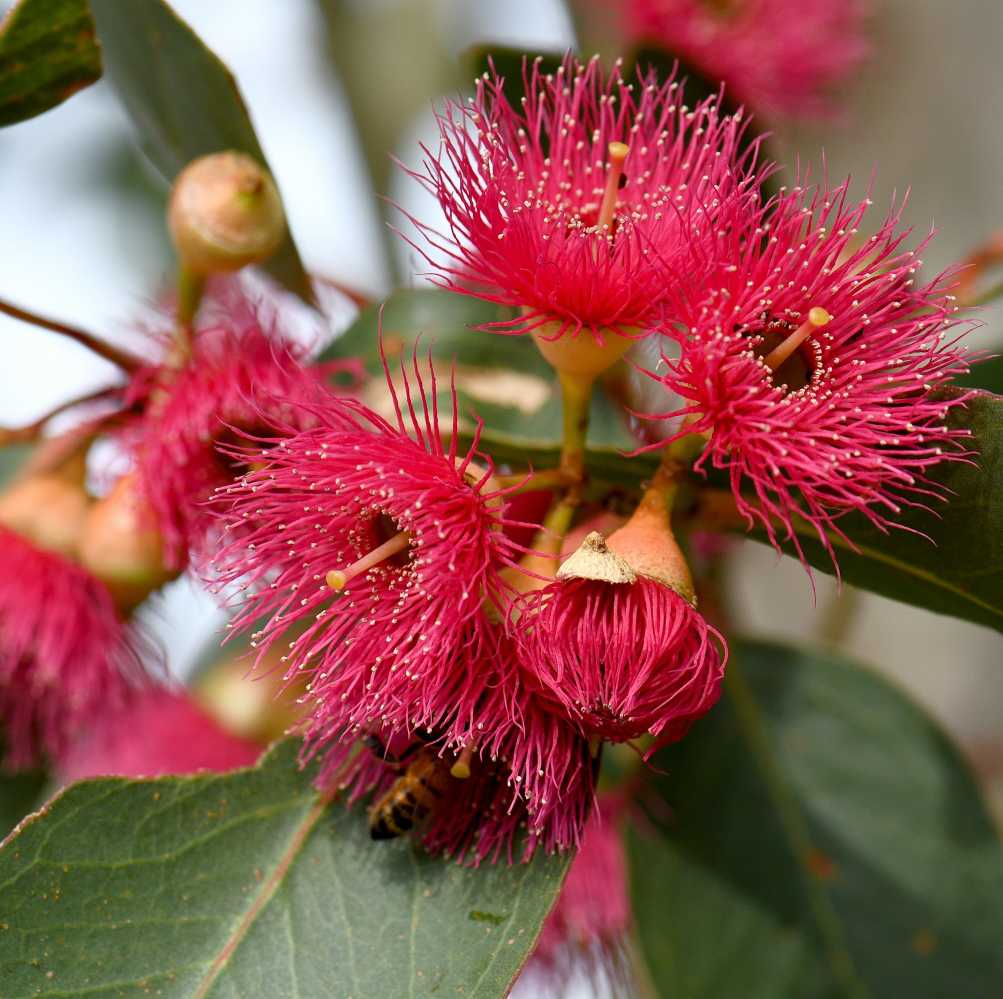 pink eucalyptus flower seeds