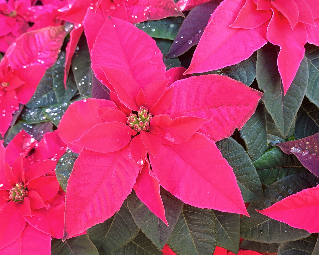Poinsettia Euphorbia Flower Seeds for Planting – Heirloom Non-GMO Seeds, High Germination Organic Garden Blooms