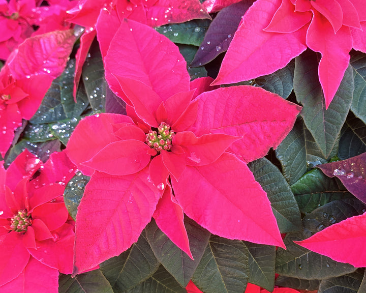 Poinsettia Euphorbia Flower Seeds for Planting – Heirloom Non-GMO Seeds, High Germination Organic Garden Blooms