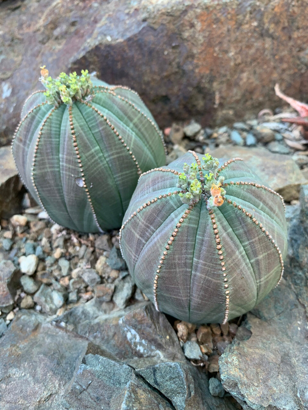 Heirloom Non-GMO Euphorbia Obesa “Baseball Plant” Flower Seeds – Succulent Seeds for Planting, High Germination