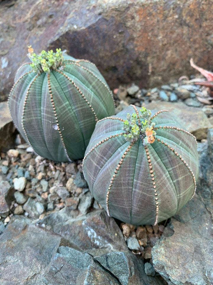 Heirloom Non-GMO Euphorbia Obesa “Baseball Plant” Flower Seeds – Succulent Seeds for Planting, High Germination